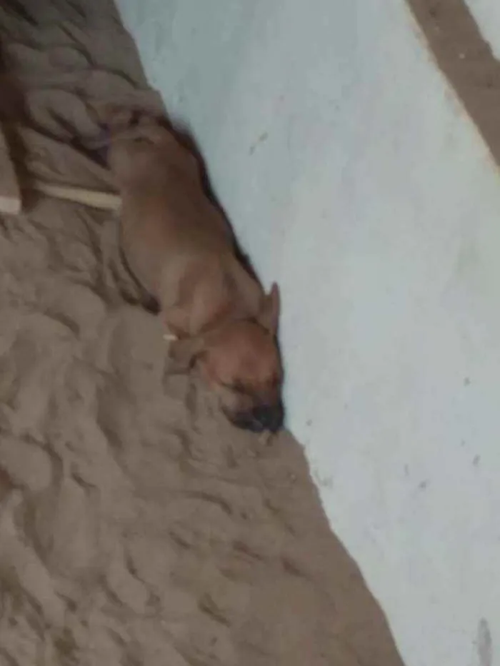 Cachorro ra a SRD idade 2 a 6 meses nome Filhotes