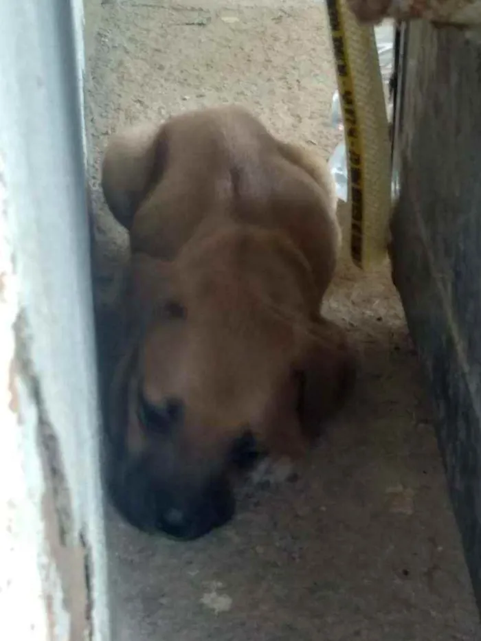 Cachorro ra a SRD idade 2 a 6 meses nome Filhotes