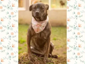 Cachorro raça SRD-ViraLata idade 4 anos nome ZUMBA