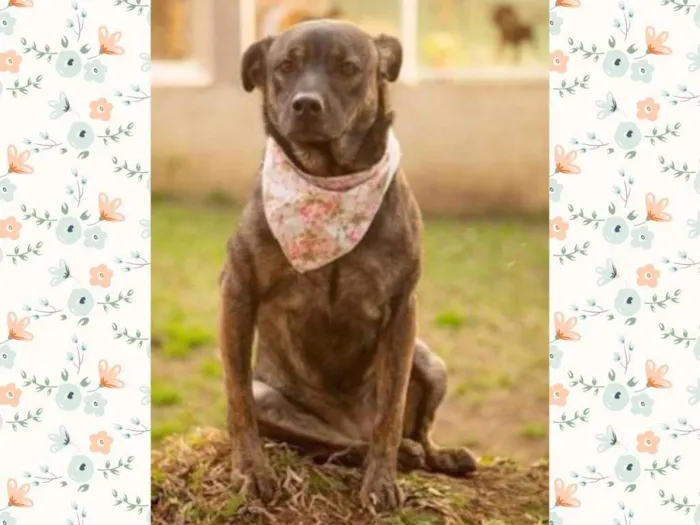 Cachorro ra a SRD-ViraLata idade 4 anos nome ZUMBA