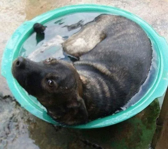 Cachorro ra a SRD-ViraLata idade 4 anos nome ZUMBA