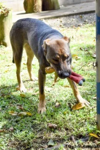 Cachorro ra a SRD-ViraLata idade 4 anos nome ZUMBA