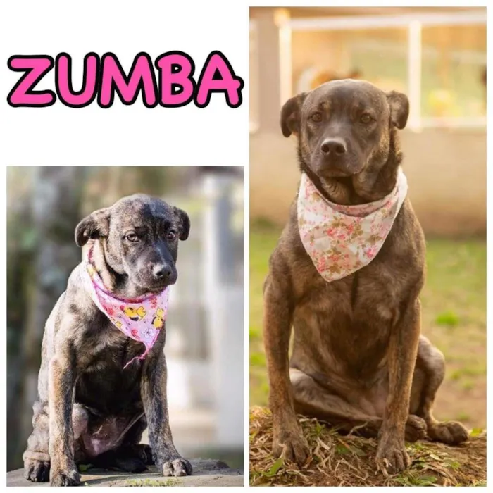 Cachorro ra a SRD-ViraLata idade 4 anos nome ZUMBA
