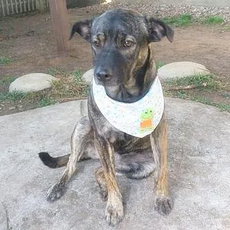 Cachorro ra a SRD-ViraLata idade 4 anos nome ZUMBA