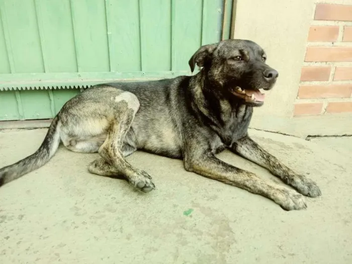 Cachorro ra a SRD-ViraLata idade 4 anos nome ZUMBA
