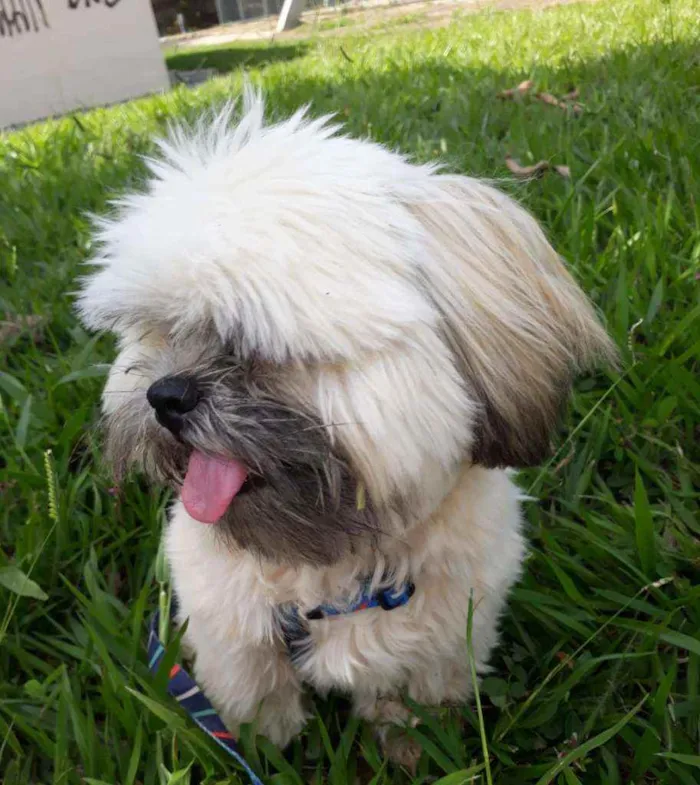 Cachorro ra a Shih Tzu idade 1 ano nome Simba