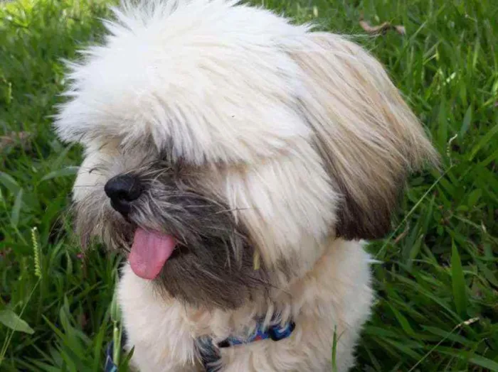 Cachorro ra a Shih Tzu idade 1 ano nome Simba
