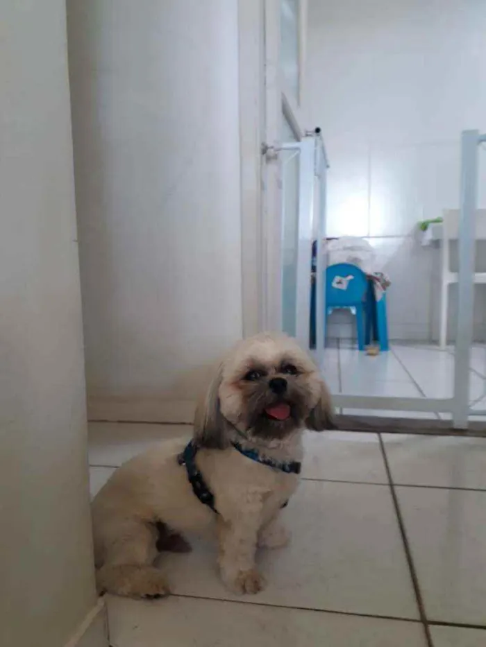 Cachorro ra a Shih Tzu idade 1 ano nome Simba