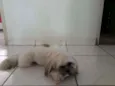 Simba