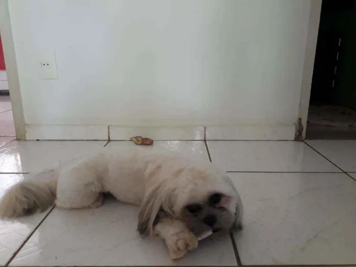 Cachorro ra a Shih Tzu idade 1 ano nome Simba