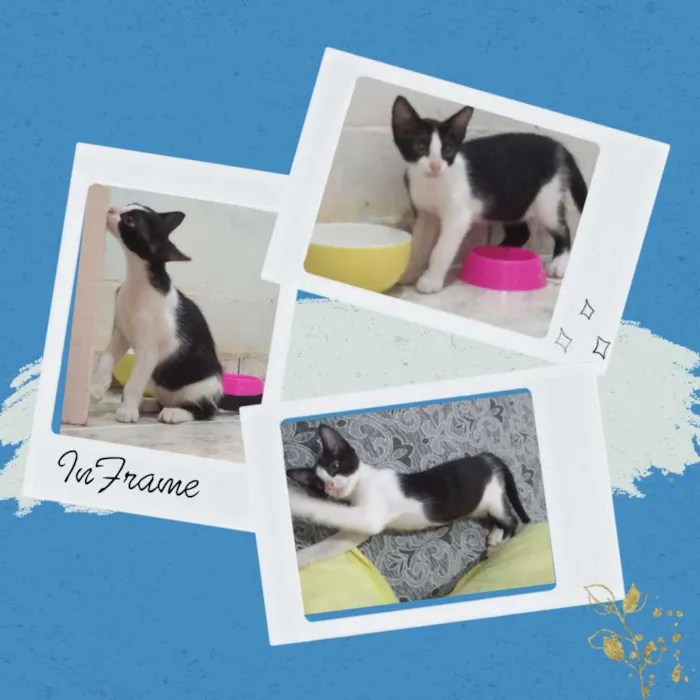 Gato raça  idade 2 a 6 meses nome Sem nome
