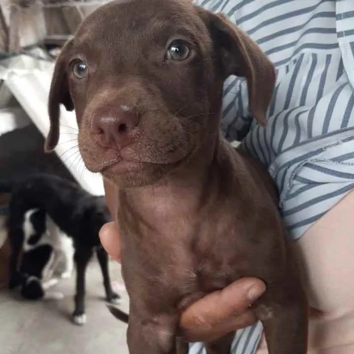 Cachorro ra a SRD idade 2 a 6 meses nome Toddy