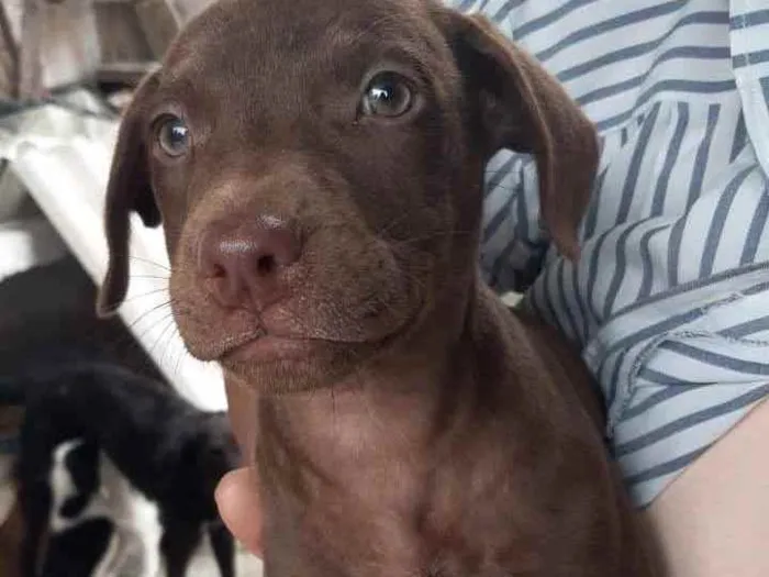 Cachorro ra a SRD idade 2 a 6 meses nome Toddy