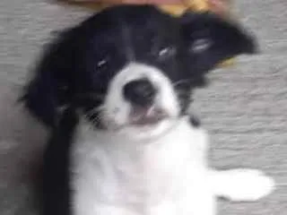Cachorro ra a SRD idade 2 a 6 meses nome Morena