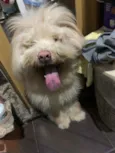 Urso