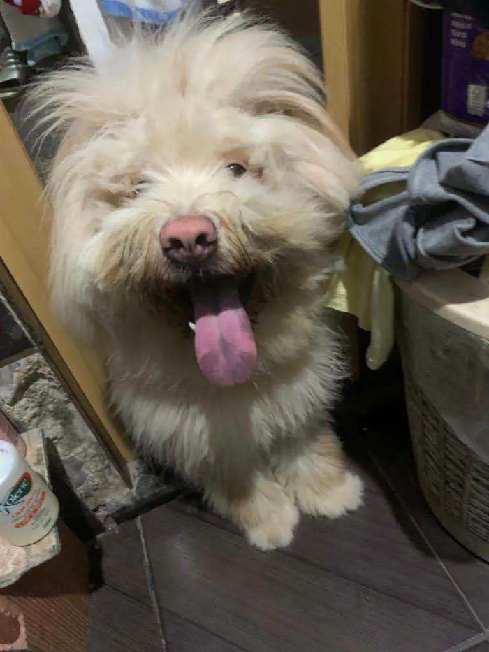Cachorro ra a SRD idade 7 a 11 meses nome Urso