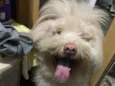 Urso