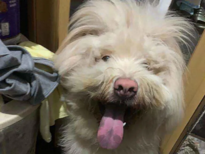 Cachorro ra a SRD idade 7 a 11 meses nome Urso