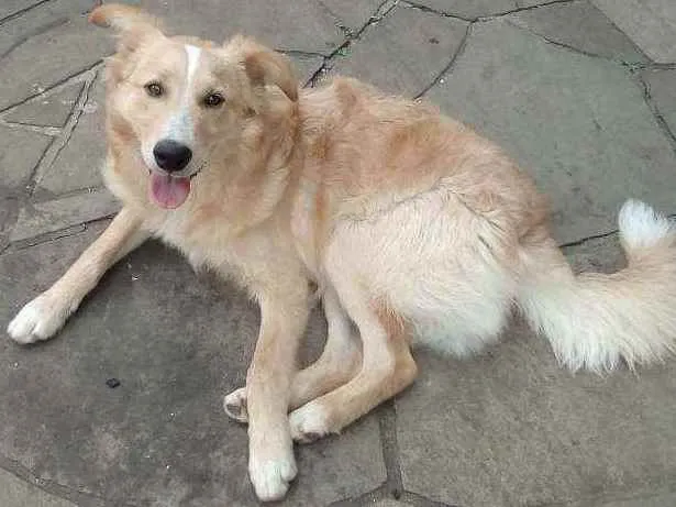 Cachorro ra a Collie mestiço idade 2 a 6 meses nome Léo