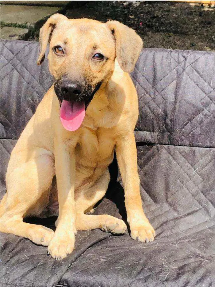 Cachorro raça SRD idade 2 a 6 meses nome Flora