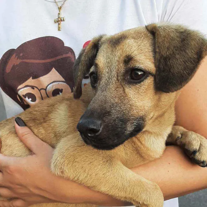 Cachorro raça SRD idade 2 a 6 meses nome Flora