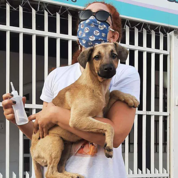 Cachorro raça SRD idade 2 a 6 meses nome Flora