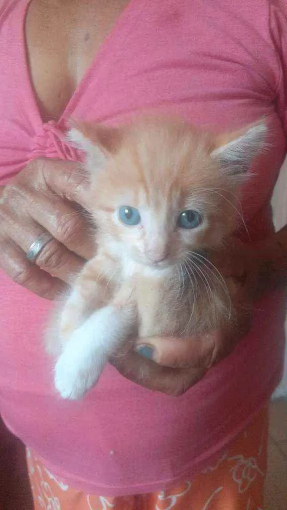 Gato ra a SRD idade 2 a 6 meses nome Laranjinha