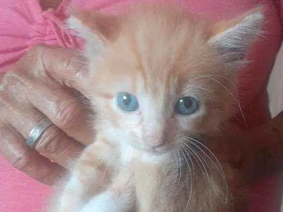 Gato ra a SRD idade 2 a 6 meses nome Laranjinha