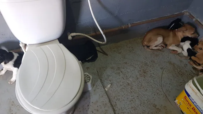 Cachorro ra a vira lata idade 2 a 6 meses nome sem nome