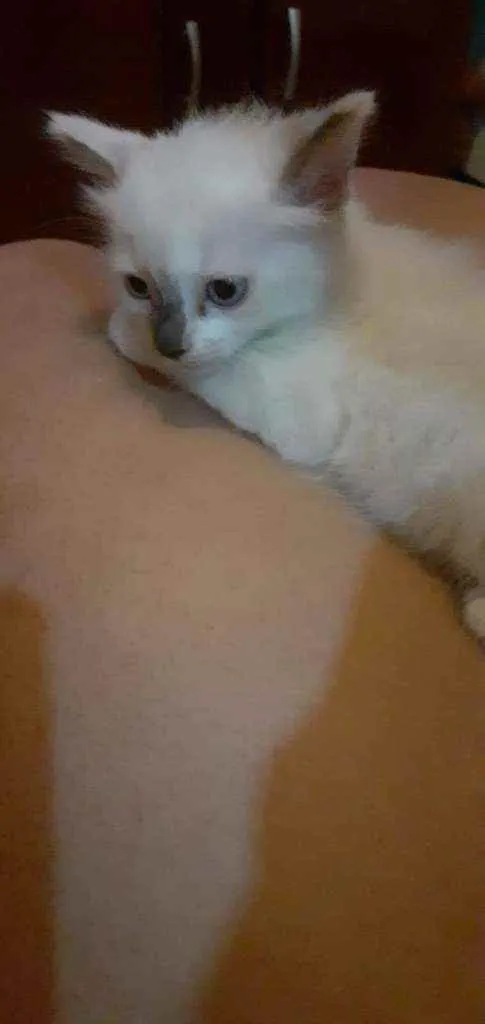 Gato ra a Siamês idade 2 a 6 meses nome Branquinha