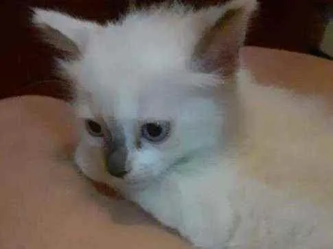 Gato ra a Siamês idade 2 a 6 meses nome Branquinha