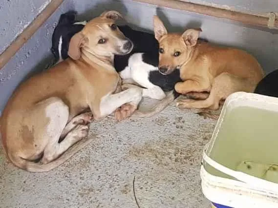 Cachorro ra a vira lata idade 2 a 6 meses nome sem nome