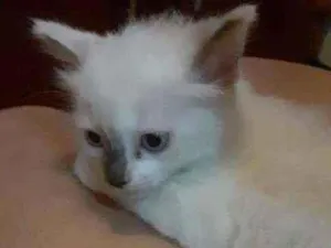 Gato raça Siamês idade 2 a 6 meses nome Branquinha