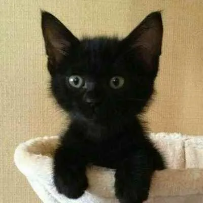 Gato ra a não sei idade Abaixo de 2 meses nome não tem nome