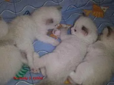 Gato ra a não sei idade Abaixo de 2 meses nome não tem nome