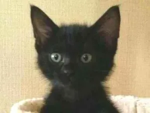 Gato raça não sei idade Abaixo de 2 meses nome não tem nome
