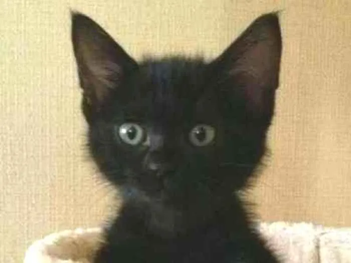 Gato ra a não sei idade Abaixo de 2 meses nome não tem nome