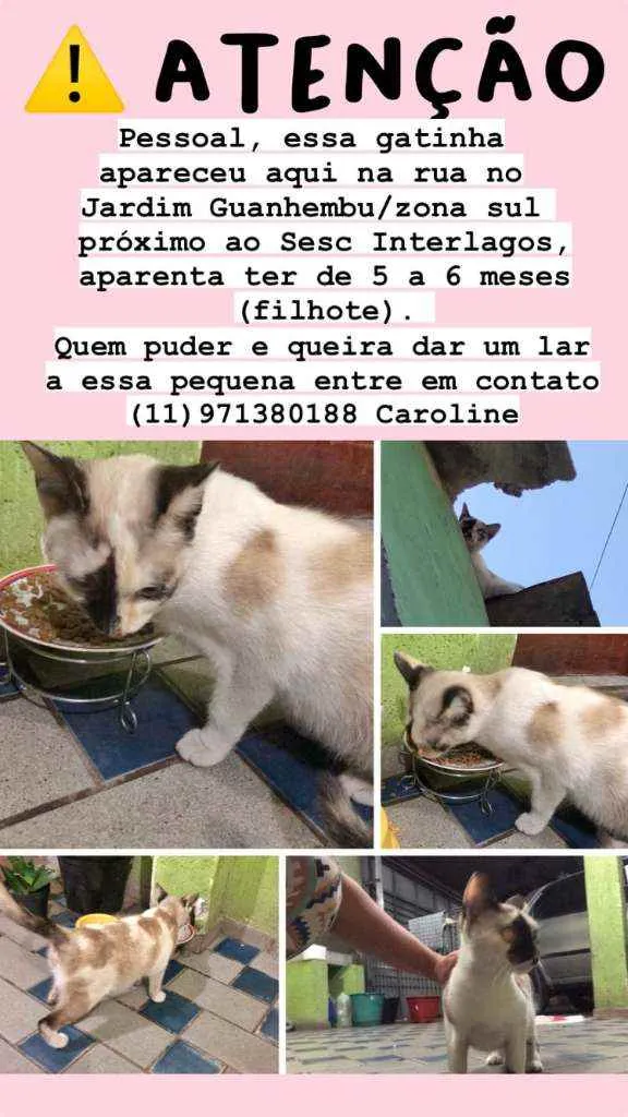 Gato ra a Vira Lata idade 2 a 6 meses nome Mescladinha 