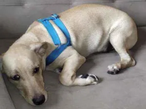 Cachorro raça Misturado idade 7 a 11 meses nome Dolly