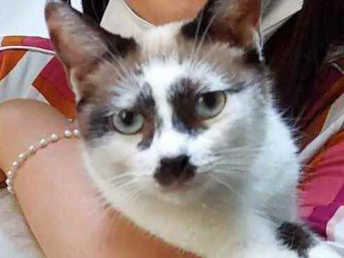 Gato raça Srd idade 1 ano nome Maya