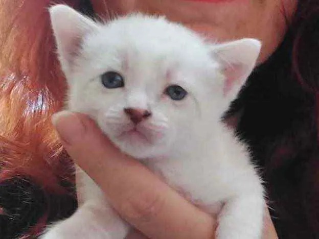 Gato raça Srd idade Abaixo de 2 meses nome Sem nome 