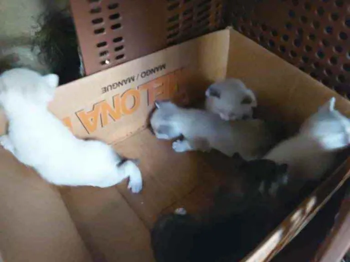 Gato raça Srd idade Abaixo de 2 meses nome Sem nome 