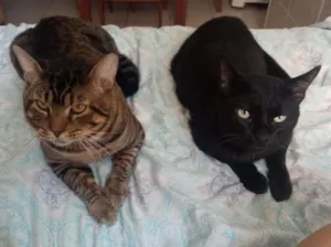 Gato raça  idade 2 anos nome Lu & Dark