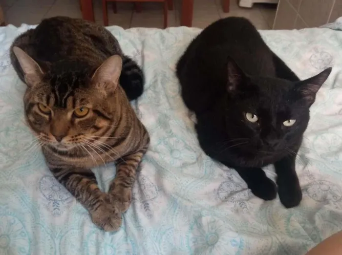Gato ra a idade 2 anos nome Lu & Dark