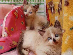 Gato raça SRD idade Abaixo de 2 meses nome RUFFLES &DORITOS 
