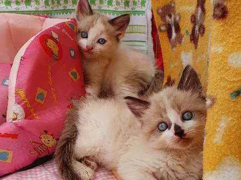 Gato ra a SRD idade Abaixo de 2 meses nome RUFFLES &DORITOS 