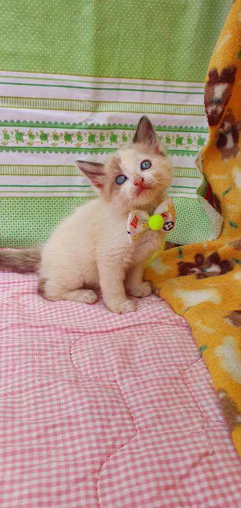 Gato ra a SRD idade Abaixo de 2 meses nome RUFFLES &DORITOS 
