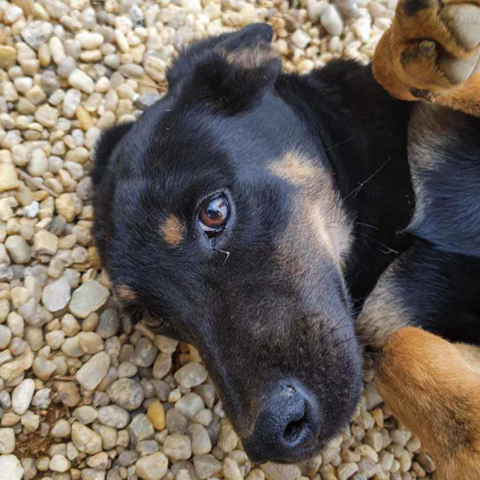Cachorro ra a SRD idade 2 a 6 meses nome Paco