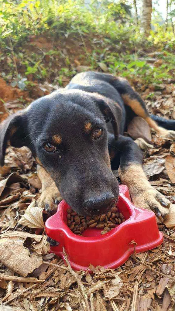 Cachorro ra a SRD idade 2 a 6 meses nome Paco