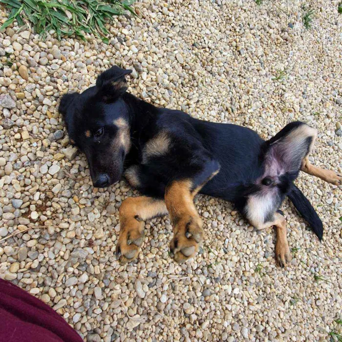 Cachorro ra a SRD idade 2 a 6 meses nome Paco